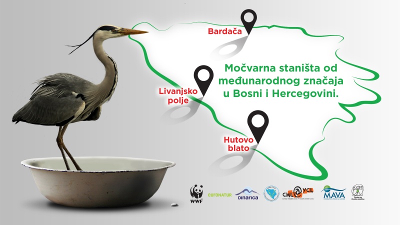 FR “ Naše ptice močvarice ”